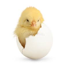 84 Baby Chick Coming Out Egg Photos - Free & Royalty-Free Stock Photos from  Dreamstime