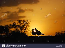 Love Making Birds High Resolution Stock Photography and Images - Alamy